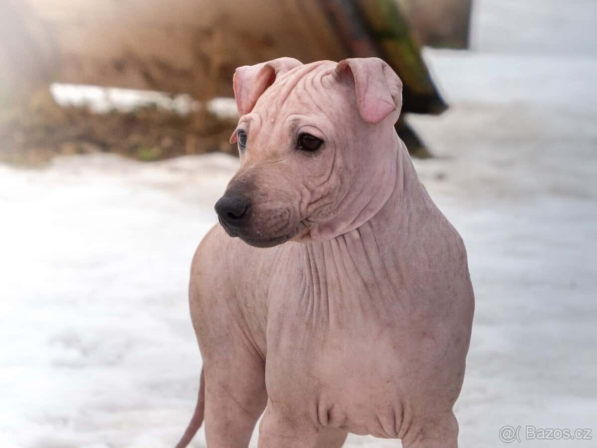 Americký bezsrstý teriér 4