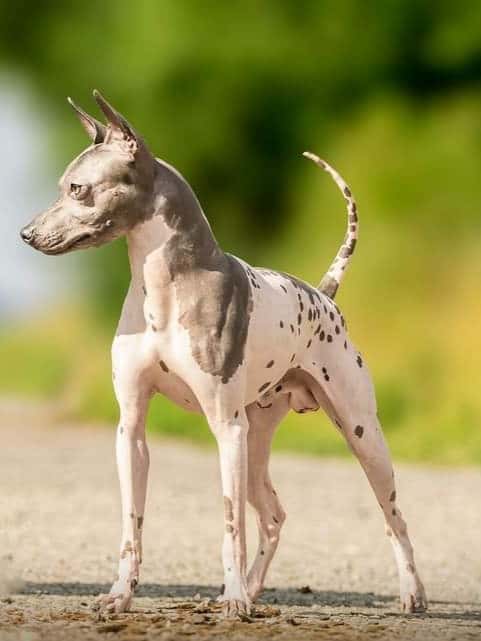 Americký bezsrstý teriér 6