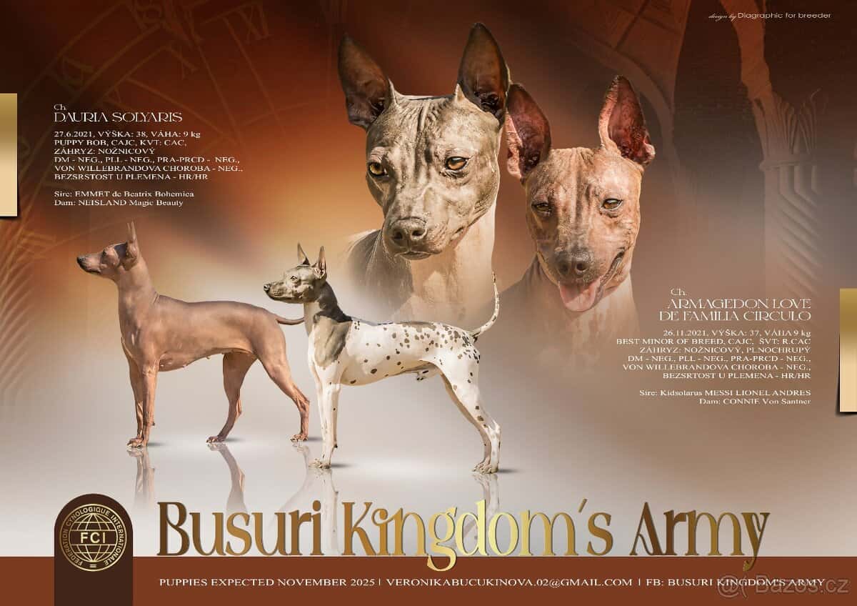 Americký bezsrstý teriér 11