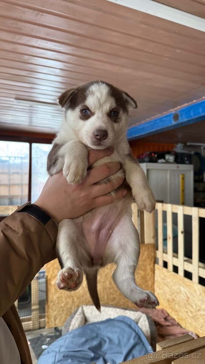 Sibiřský husky 2