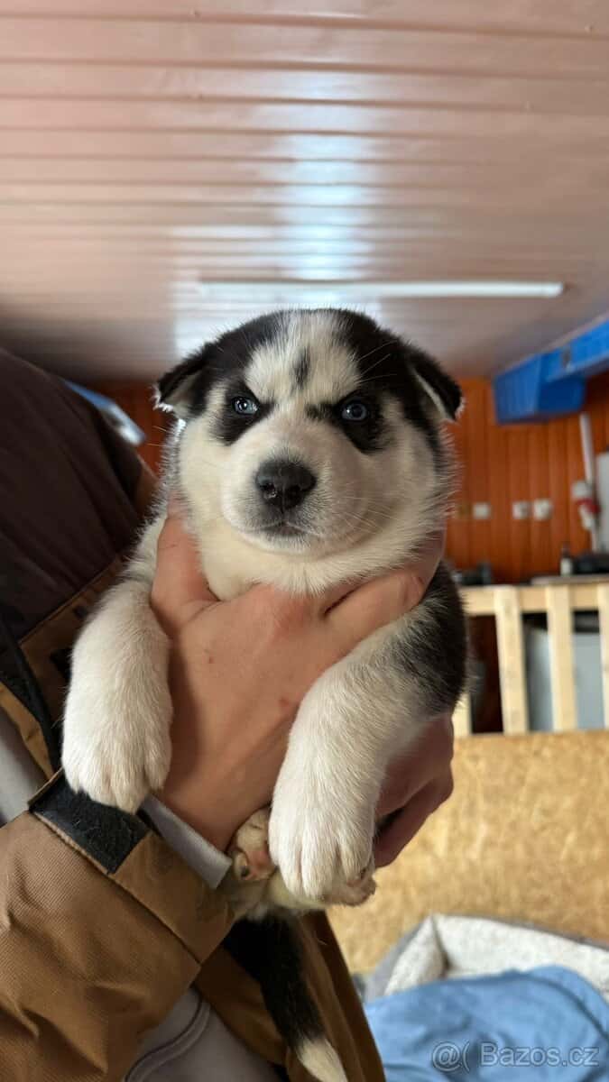Sibiřský husky 3