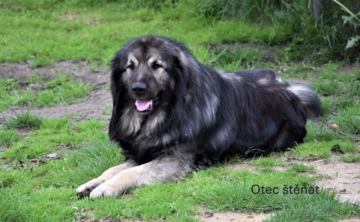 Štěňata šarplaninský pastevecký pes s PP 10