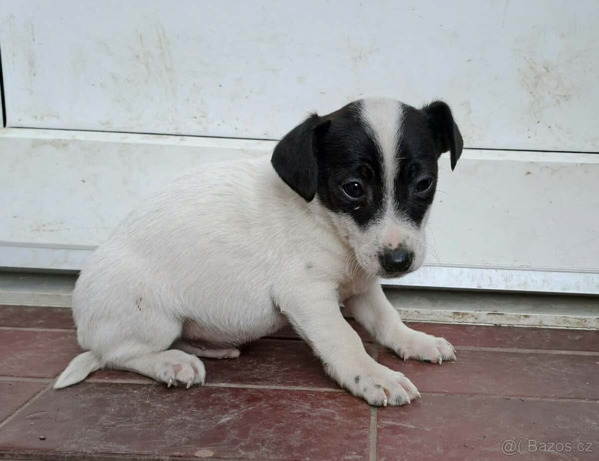 Jack Russell terier 2