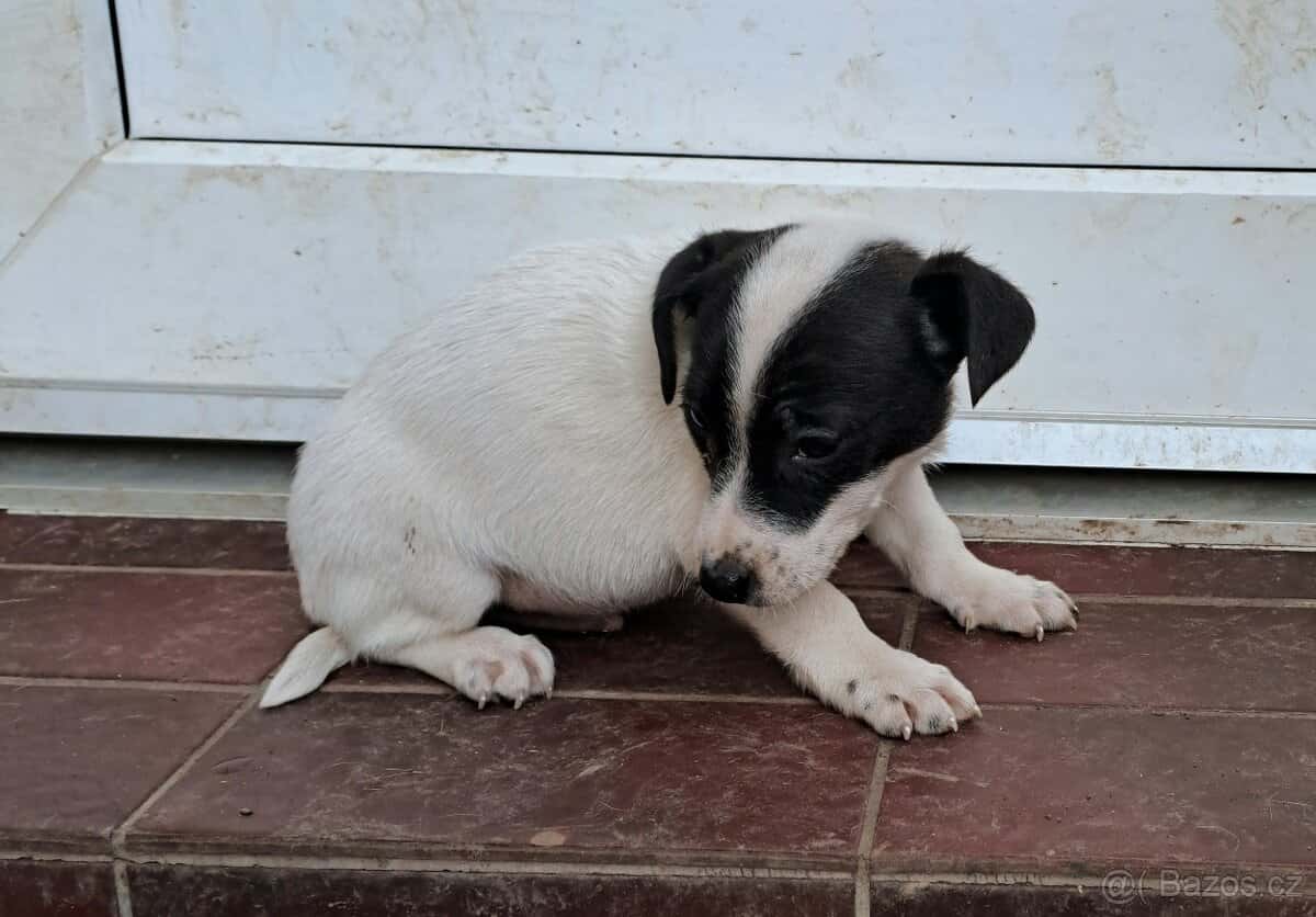 Jack Russell terier 3