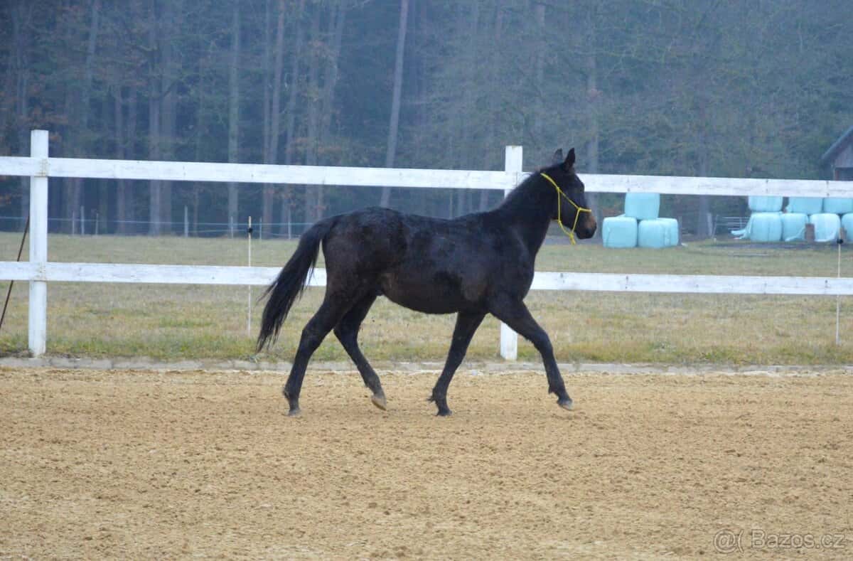Charakterní valášek oldenburg 5