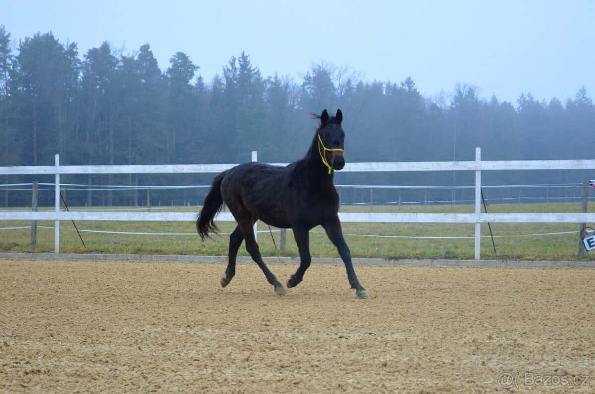 Charakterní valášek oldenburg 9