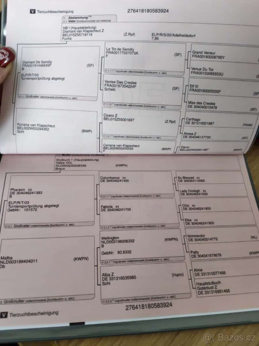 Charakterní valášek oldenburg 10