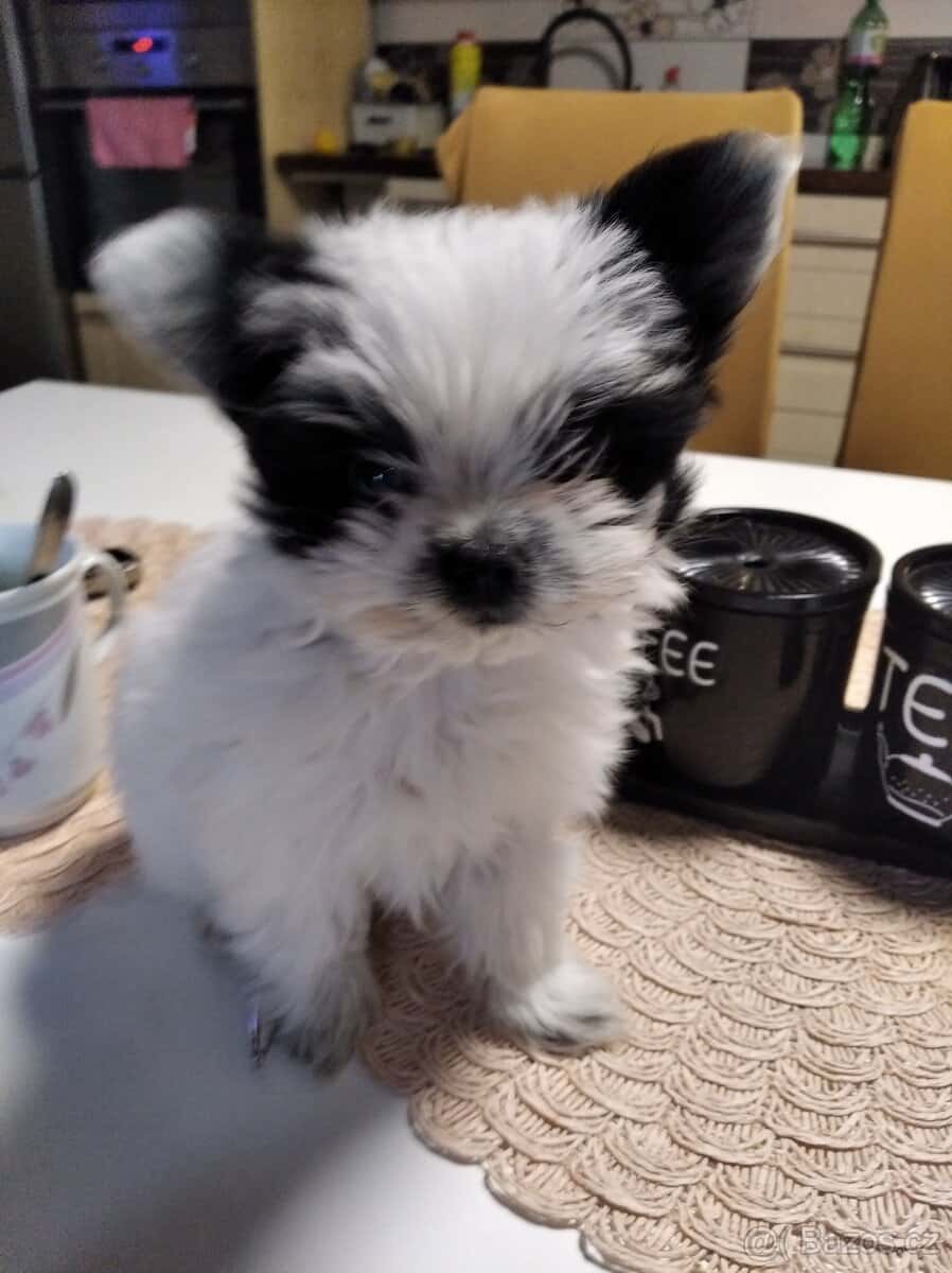 Yorkširsky teriér - 3