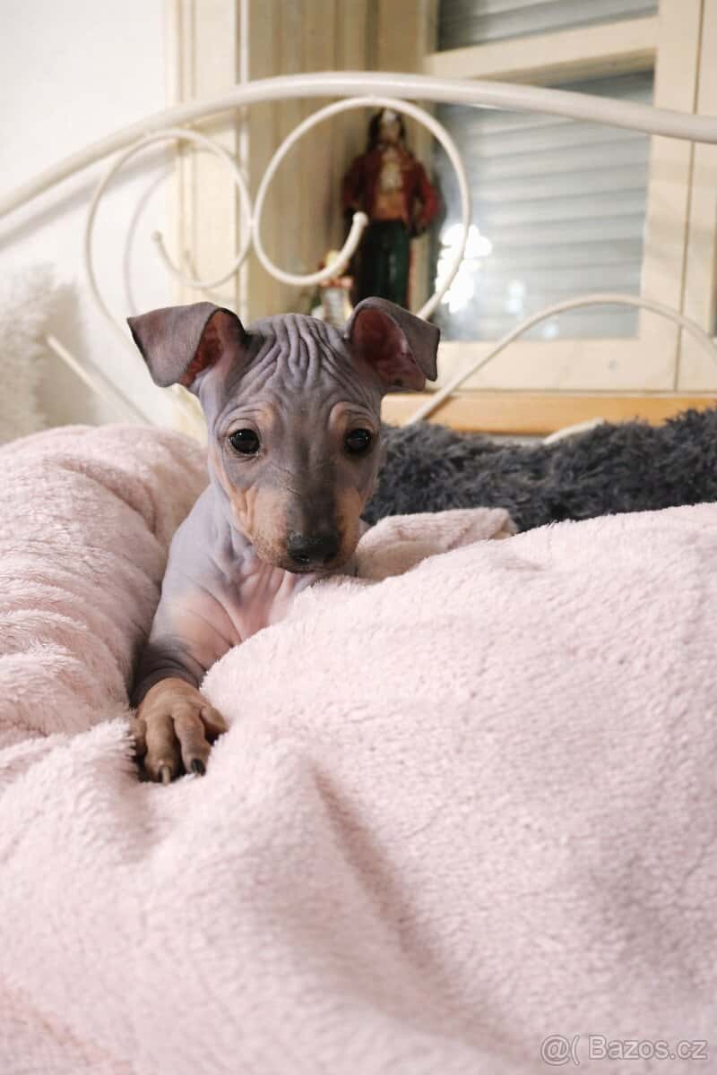 Americký bezsrstý teriér 1