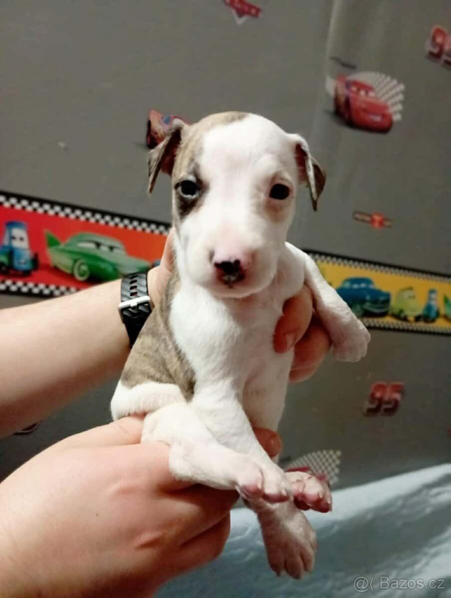 Whippet s PP 2