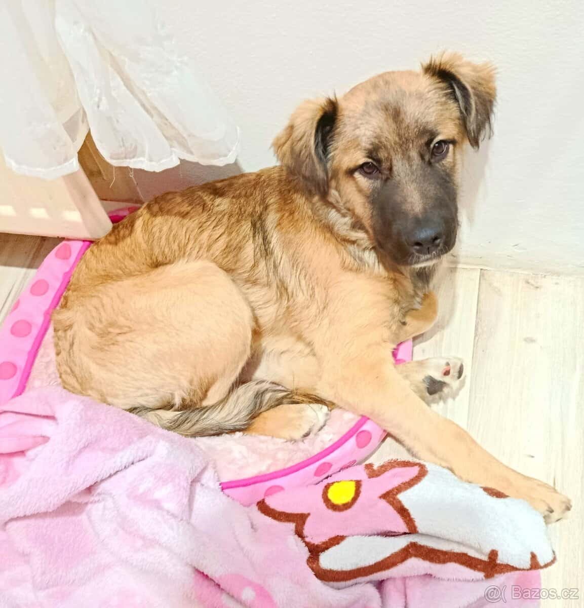 Prodám štěňátko 1