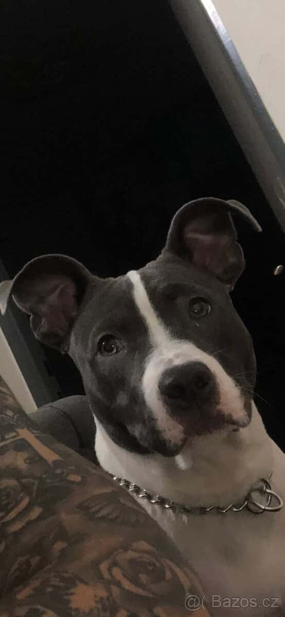 Prodám psa 1