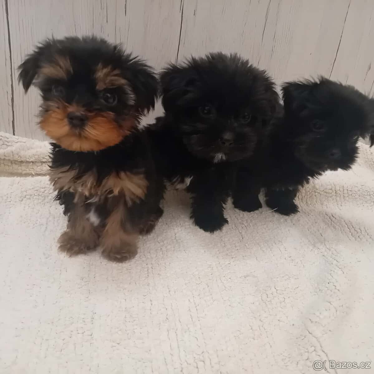 Jorkšírský teriér 3