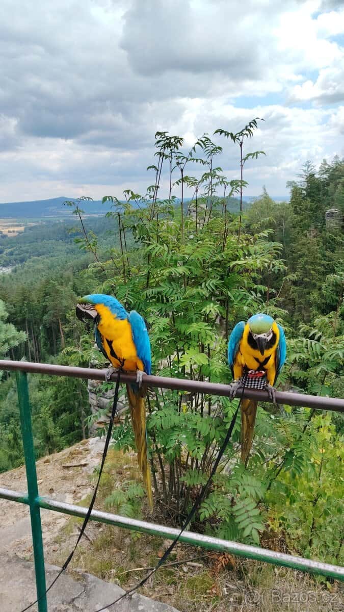 ZÁŽITKOVÝ PROGRAM S PAPOUŠKY 13