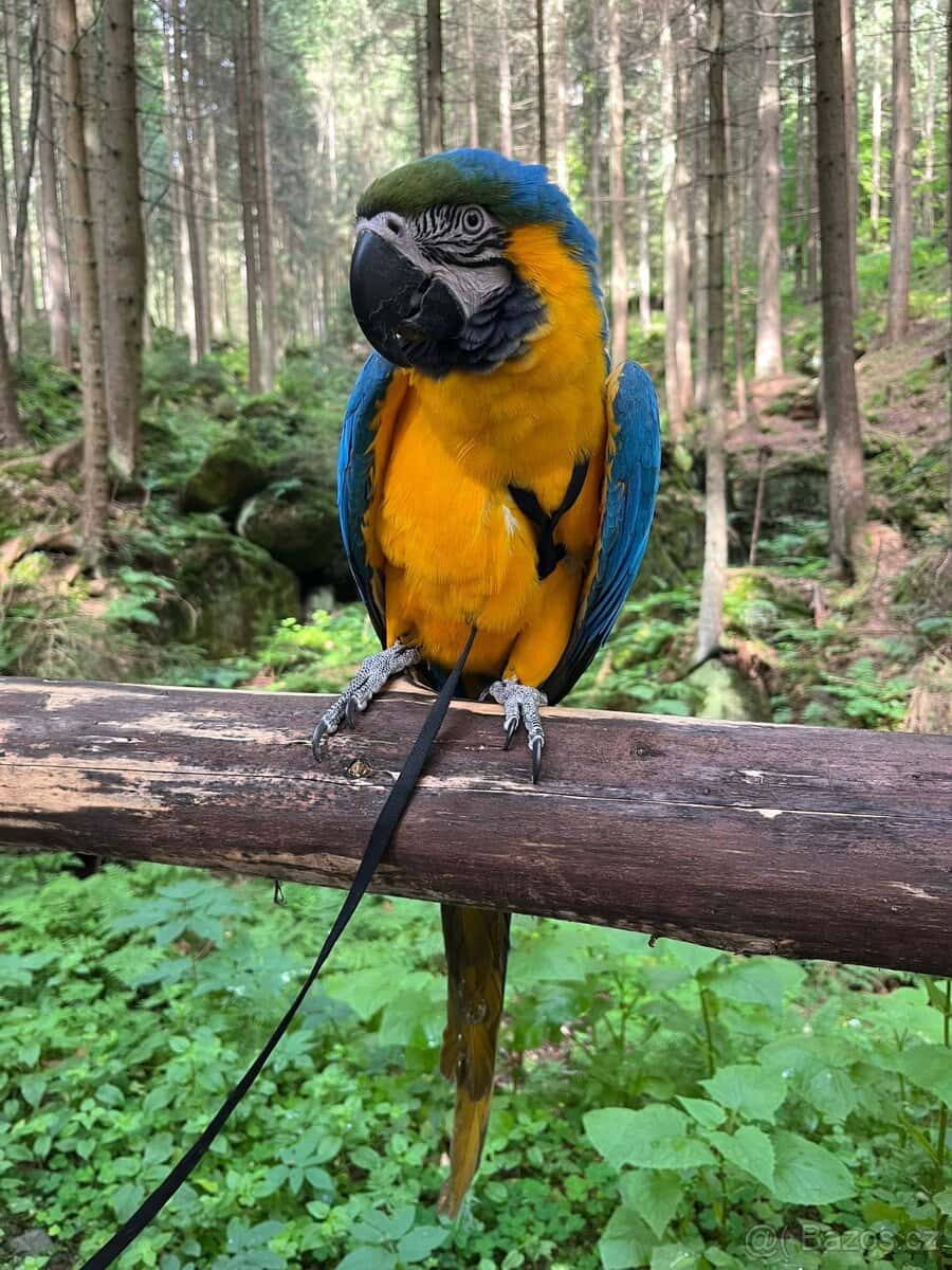 ZÁŽITKOVÝ PROGRAM S PAPOUŠKY 14