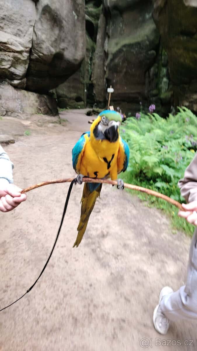 ZÁŽITKOVÝ PROGRAM S PAPOUŠKY 19