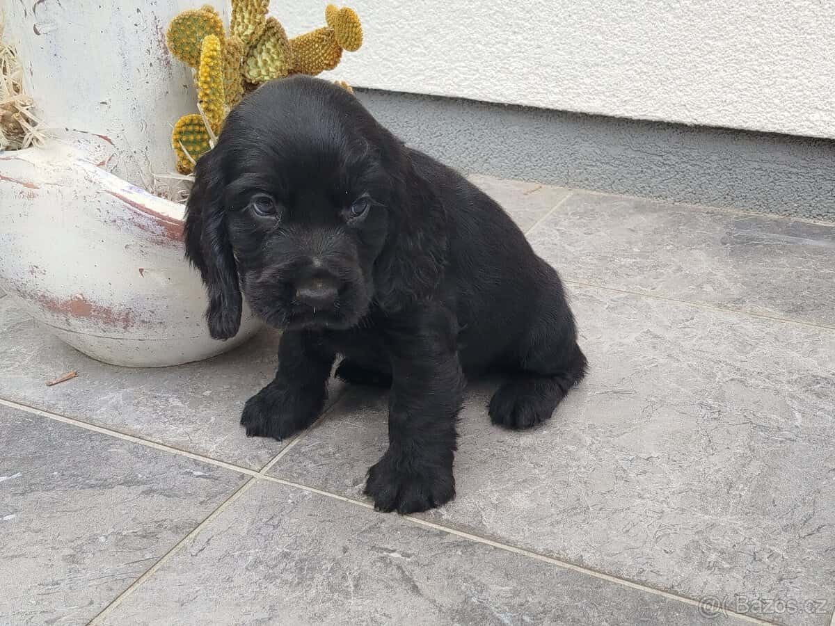 ANGLICKÝ KOKRSPANEL 2