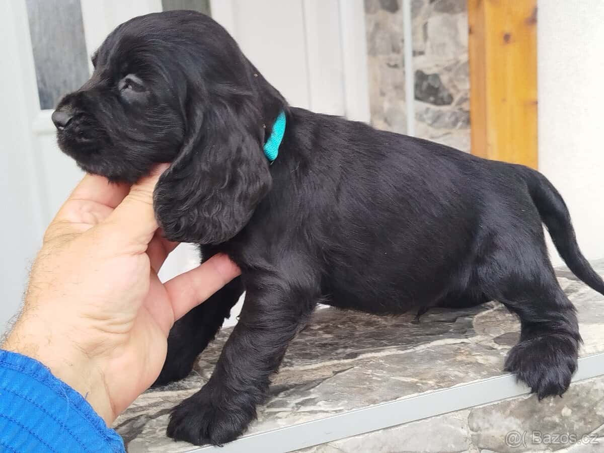 ANGLICKÝ KOKRSPANEL 4