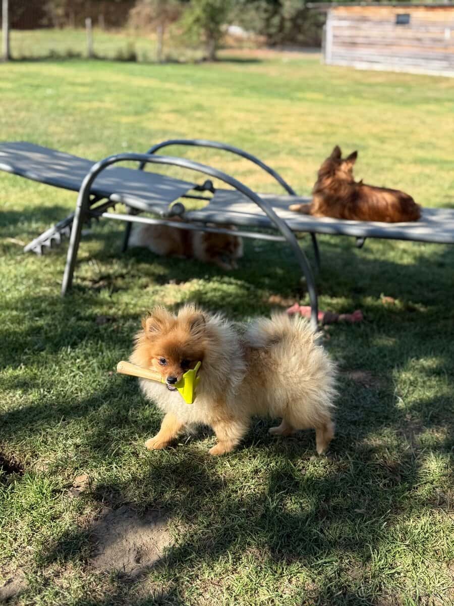 Pomeranian s PP 3
